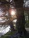 Fotogalerie Faszination Baum