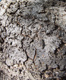 Fotogalerie Faszination Baum