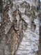 Fotogalerie Faszination Baum