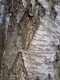 Fotogalerie Faszination Baum