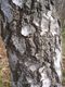 Fotogalerie Faszination Baum