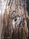 Fotogalerie Faszination Baum