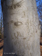 Fotogalerie Faszination Baum