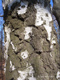 Fotogalerie Faszination Baum