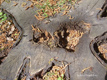 Fotogalerie Faszination Baum