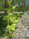 Faszination Baum