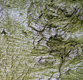 Fotogalerie Faszination Baum
