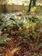 Herbstzauber