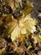 Herbstzauber