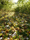 Herbstzauber