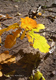 Herbstzauber