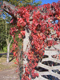 Herbstzauber
