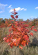 Herbstzauber