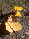 Herbstzauber