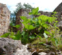 Fotogalerie Faszination Natur