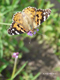 Faszination Natur