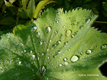 Wassertropfen
