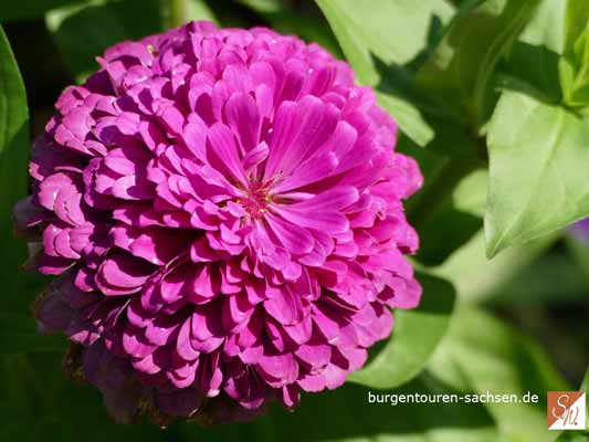 Dornburger Schlösser