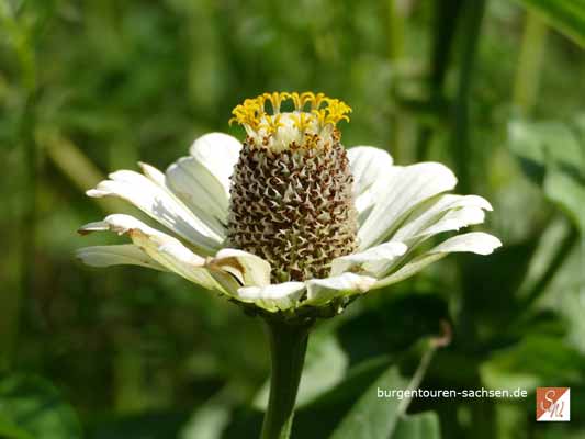 Dornburger Schlösser