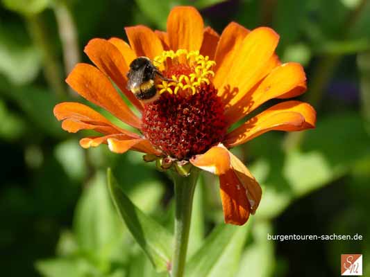 Dornburger Schlösser