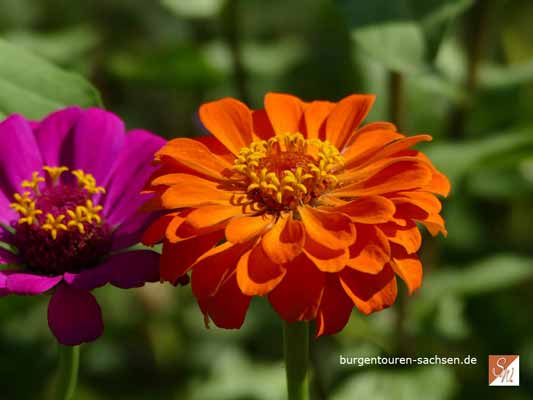 Dornburger Schlösser