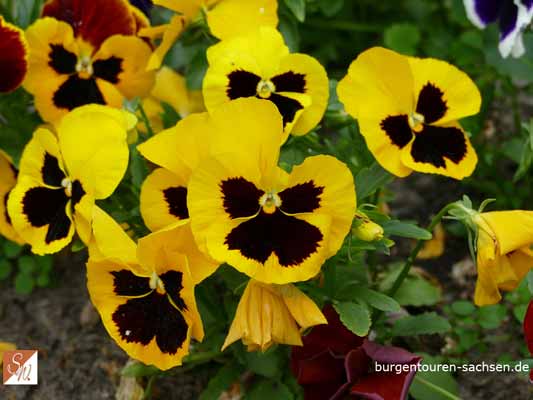 Schloss und Park Mosigkau