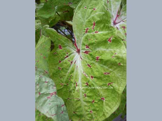 Botanischer Garten Leipzig