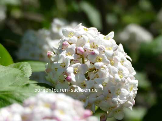 Duft- und Tastgarten Leipzig, © Foto Sylvia Wentzlau