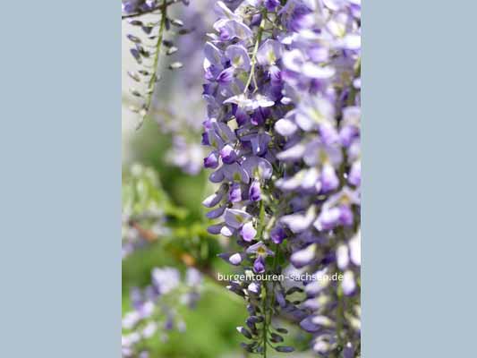 Duft- und Tastgarten Leipzig, © Foto Sylvia Wentzlau