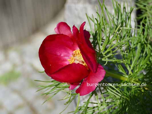 Duft- und Tastgarten Leipzig, © Foto Sylvia Wentzlau