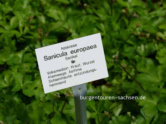 Apothekergarten Leipzig, © Foto Sylvia Wentzlau