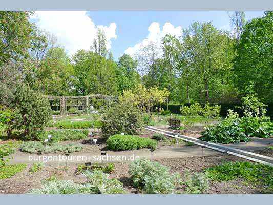 Apothekergarten Leipzig, © Foto Sylvia Wentzlau