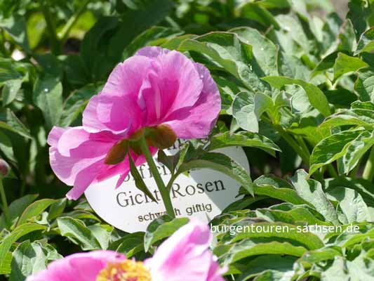 Apothekergarten Leipzig, © Foto Sylvia Wentzlau