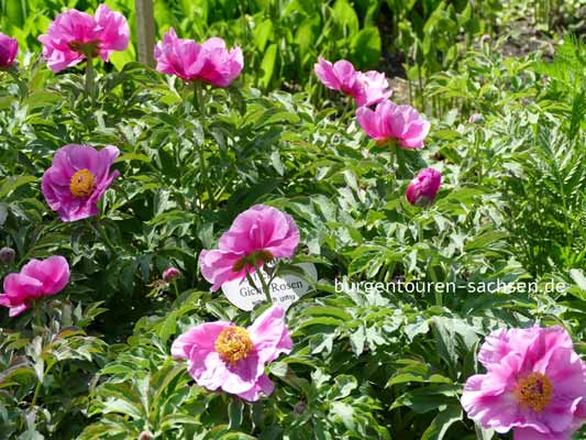 Apothekergarten Leipzig, © Foto Sylvia Wentzlau