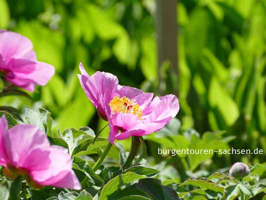 Apothekergarten Leipzig, © Foto Sylvia Wentzlau