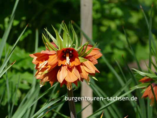 Apothekergarten Leipzig, © Foto Sylvia Wentzlau
