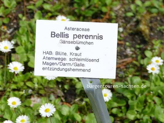 Apothekergarten Leipzig, © Foto Sylvia Wentzlau