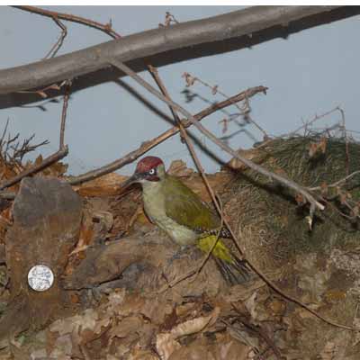Rittergutsförsterei Schloss Blankenhain