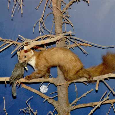 Rittergutsförsterei Schloss Blankenhain