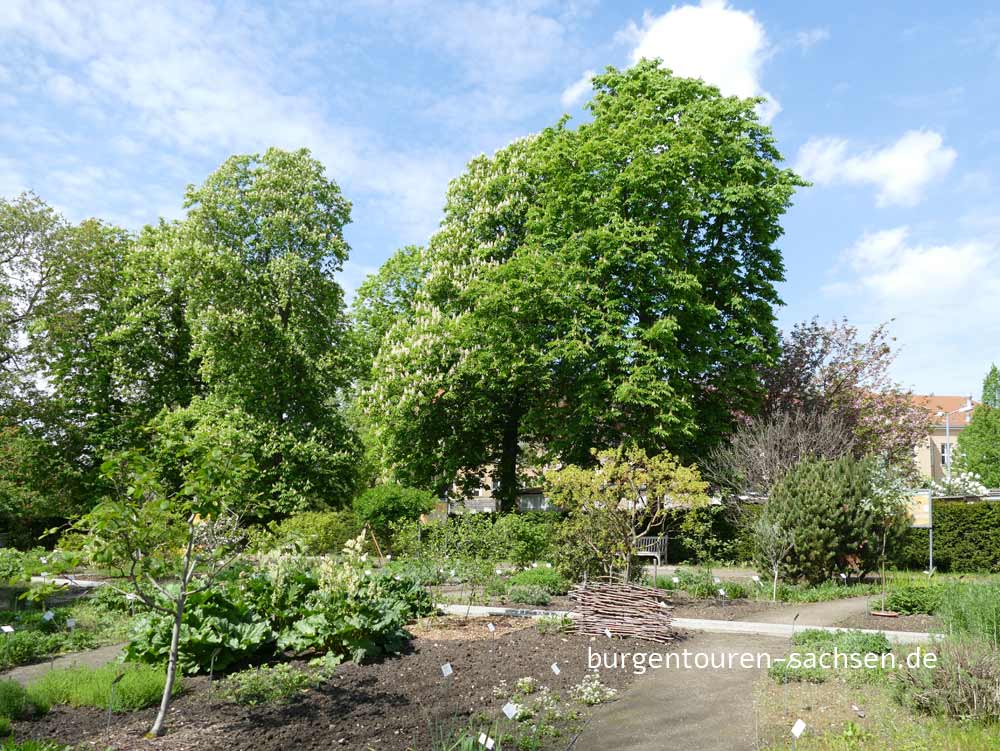 Apothekergarten Botanischer Garten  Leipzig