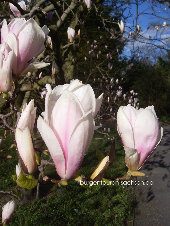 Botanischer Garten Leipzig