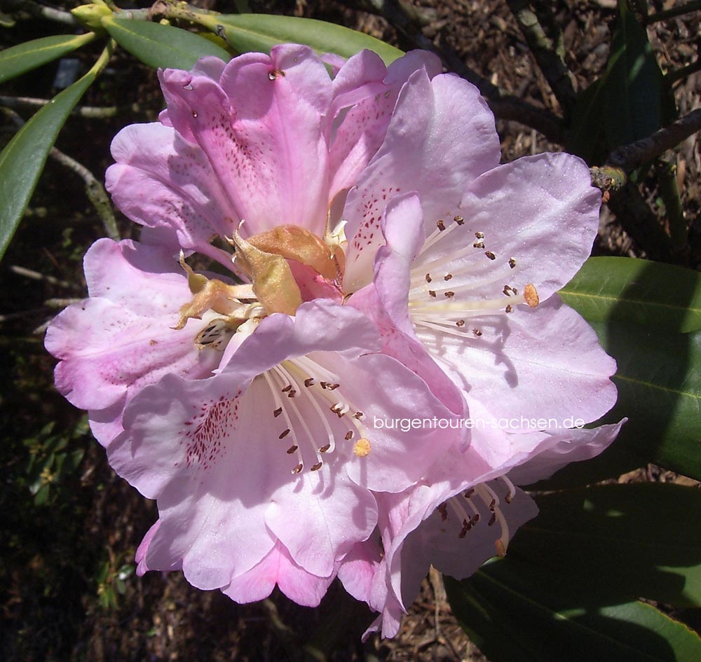 Botanischer Garten Leipzig