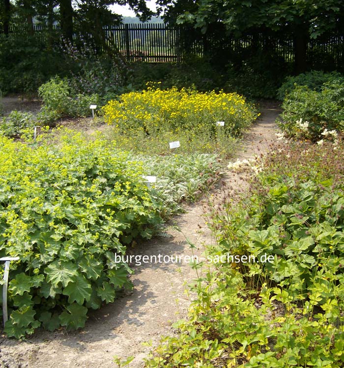 Botanischer Garten für Arznei- und Gewürzpflanzen Großpösna-Oberholz