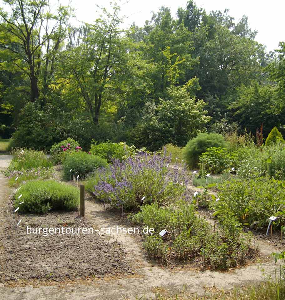 Botanischer Garten für Arznei- und Gewürzpflanzen Großpösna-Oberholz