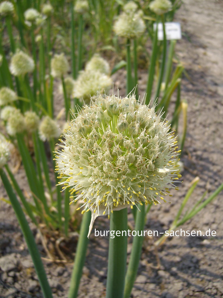 Botanischer Garten für Arznei- und Gewürzpflanzen Großpösna-Oberholz