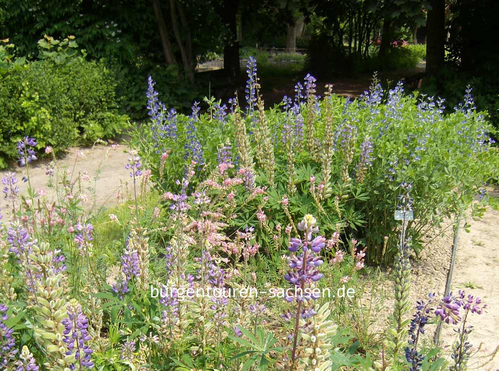 Botanischer Garten für Arznei- und Gewürzpflanzen Großpösna-Oberholz