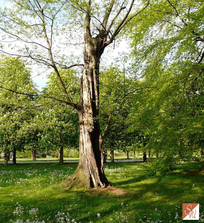 Schloss und Park Pillnitz