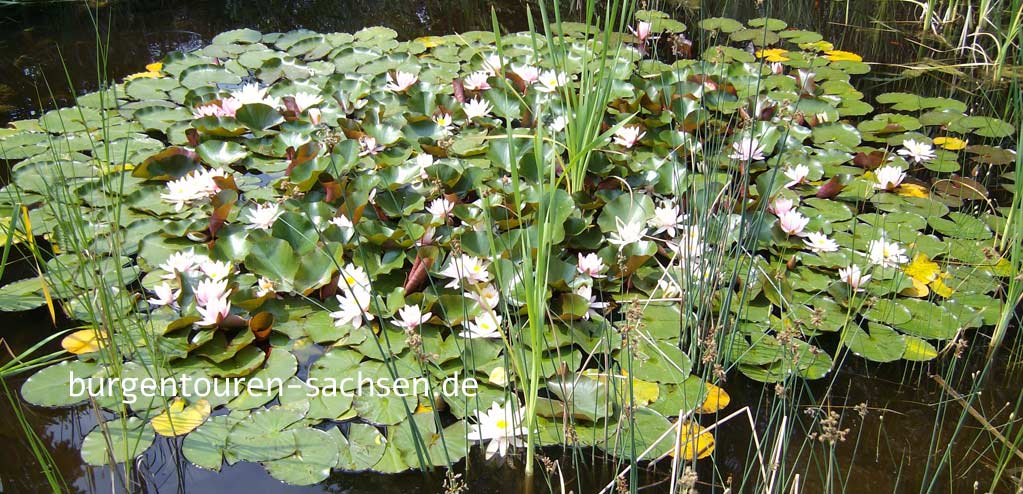 Botanischer Garten für Arznei- und Gewürzpflanzen Großpösna-Oberholz